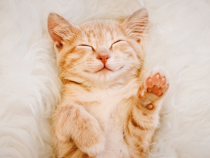 l'urée de chats permet d'obtenir un linge parfumé